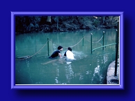Thumbnail Southern Jordan River Baptism